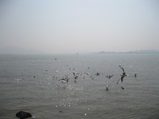 深圳湾1