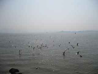深圳湾