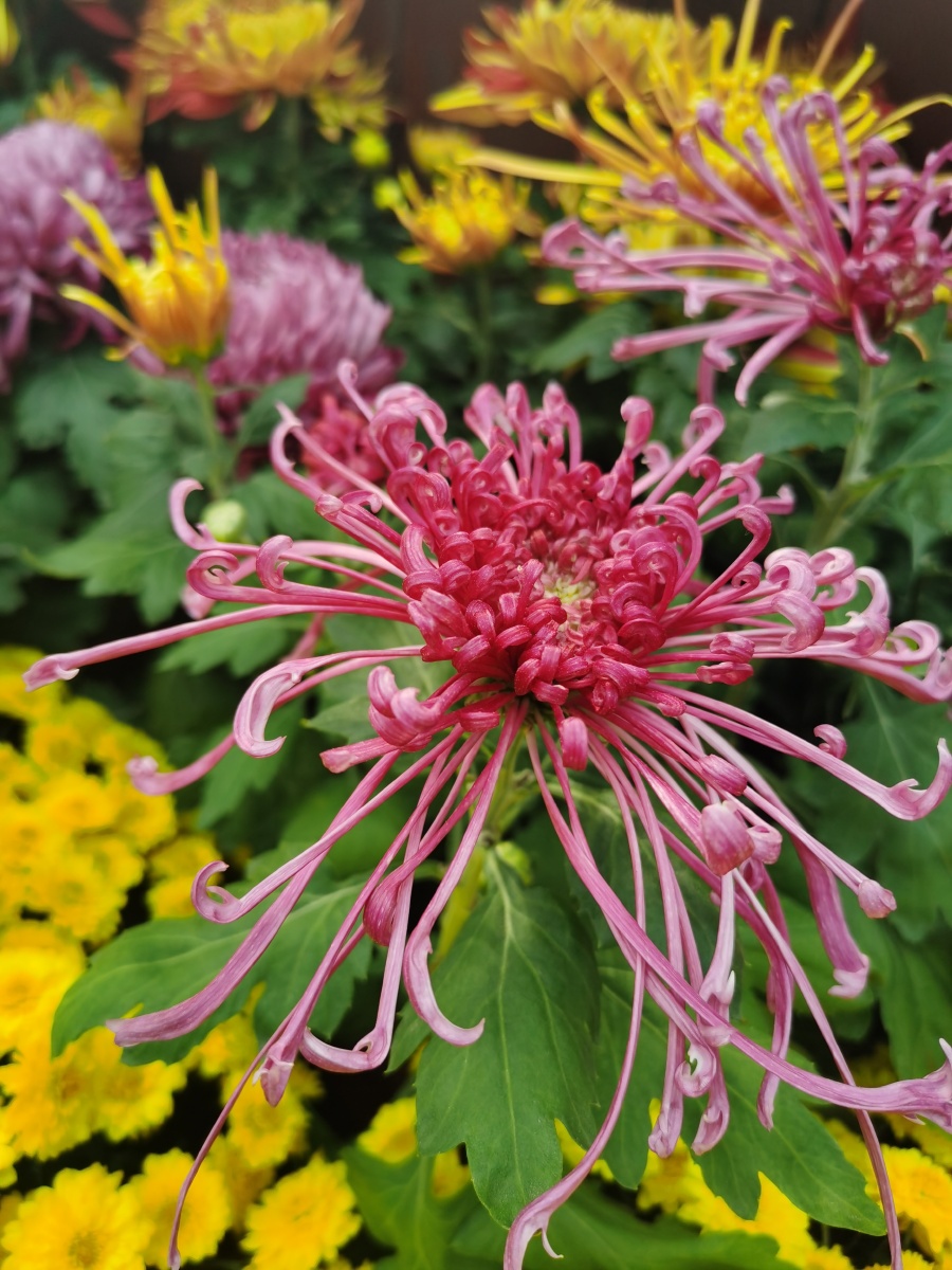 耐寒唯有东篱菊金粟初开晓更清