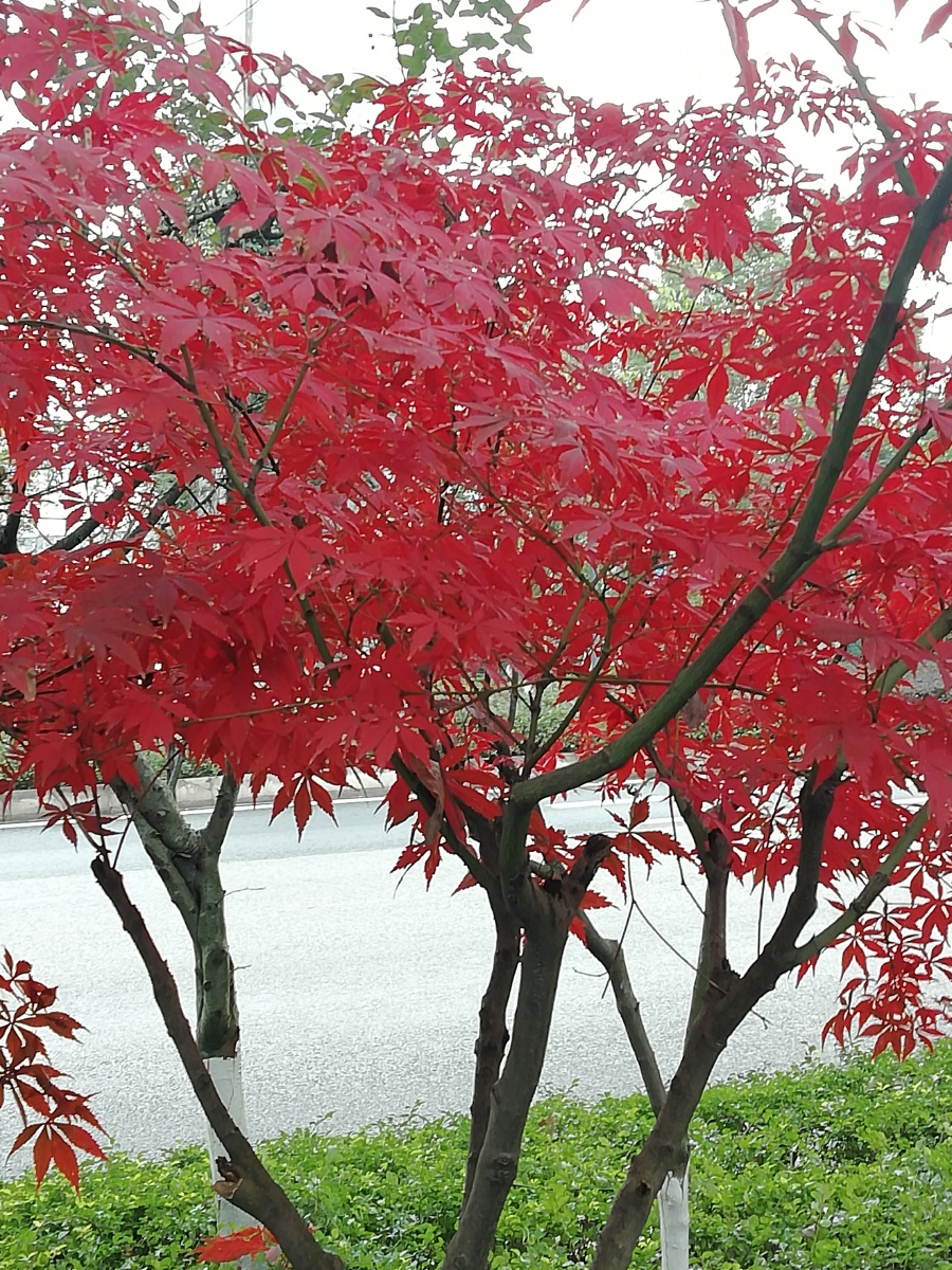 红叶树
