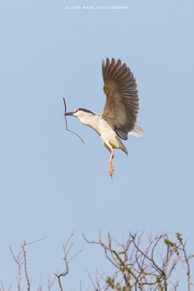 鸟- 射手座的幻想 - 图虫