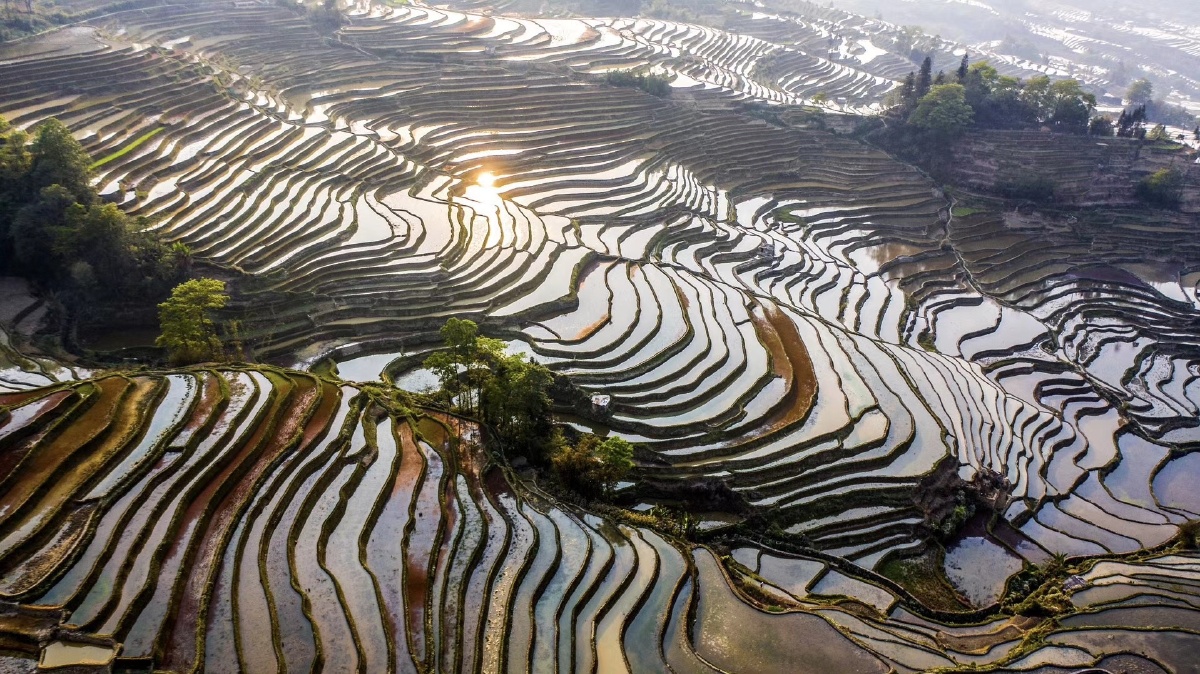 红河哈尼黎族自治州|元阳梯田