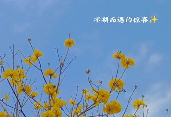1000207229
