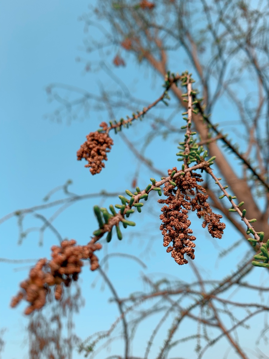 池杉- 停更 - 图虫