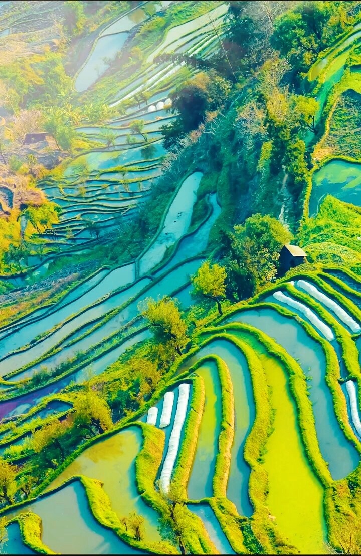 夏季梯田是不是很养眼