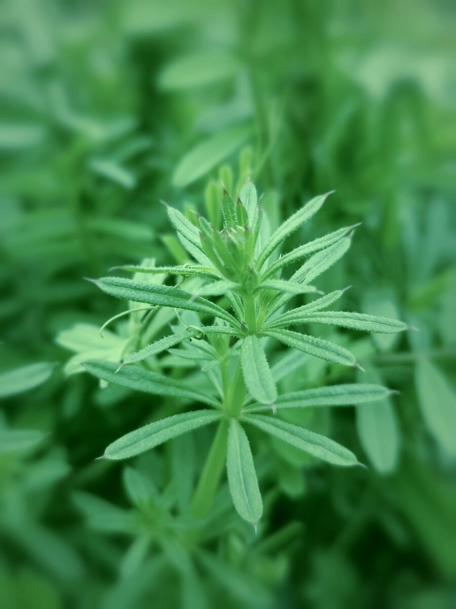 小青草