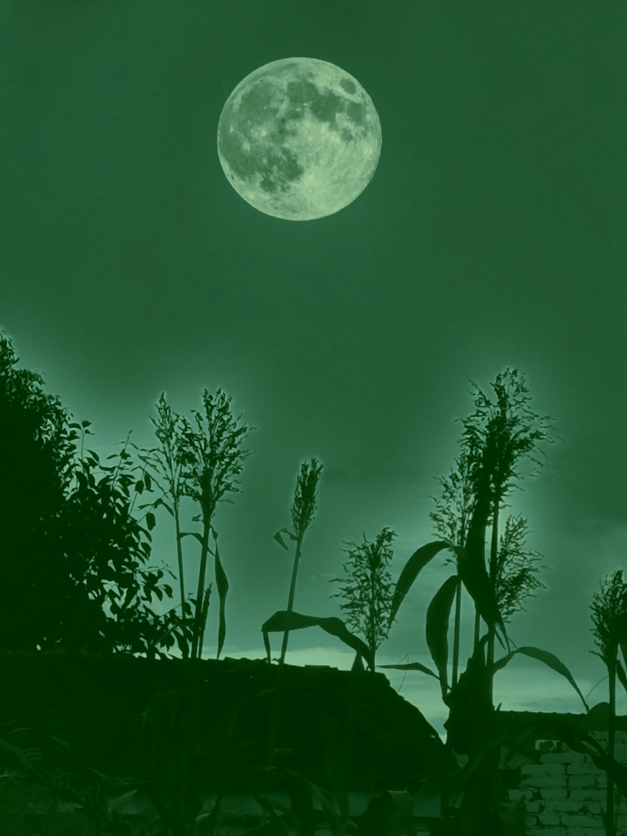 夜,静极了,玉盘似的满月在云中穿行,淡淡的月光洒向大地.