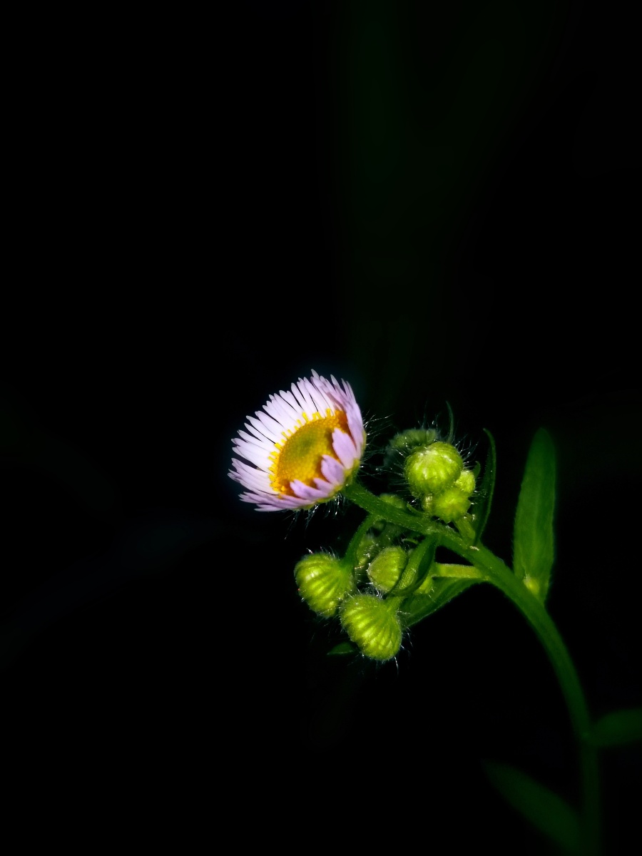 黑夜里绽放小花花啦