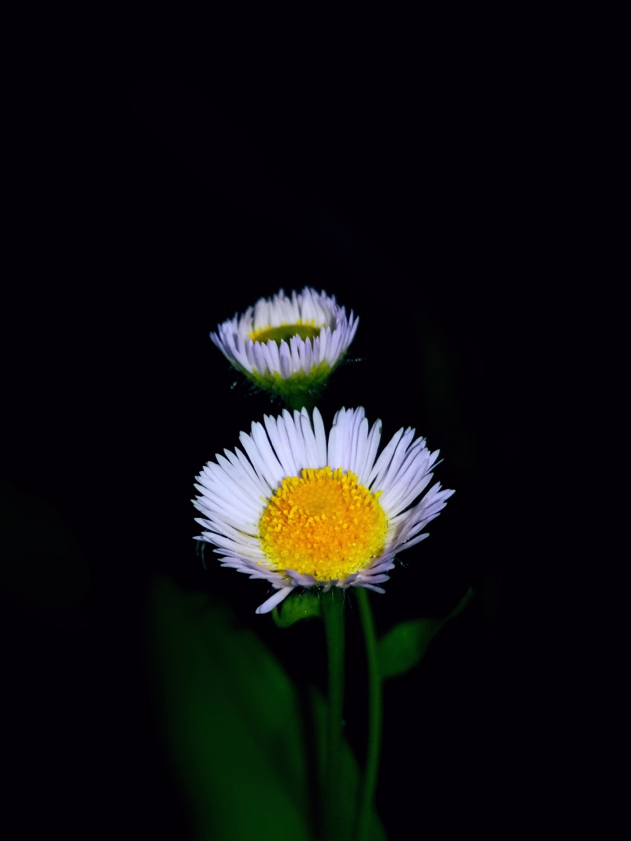 黑夜里绽放小花花啦
