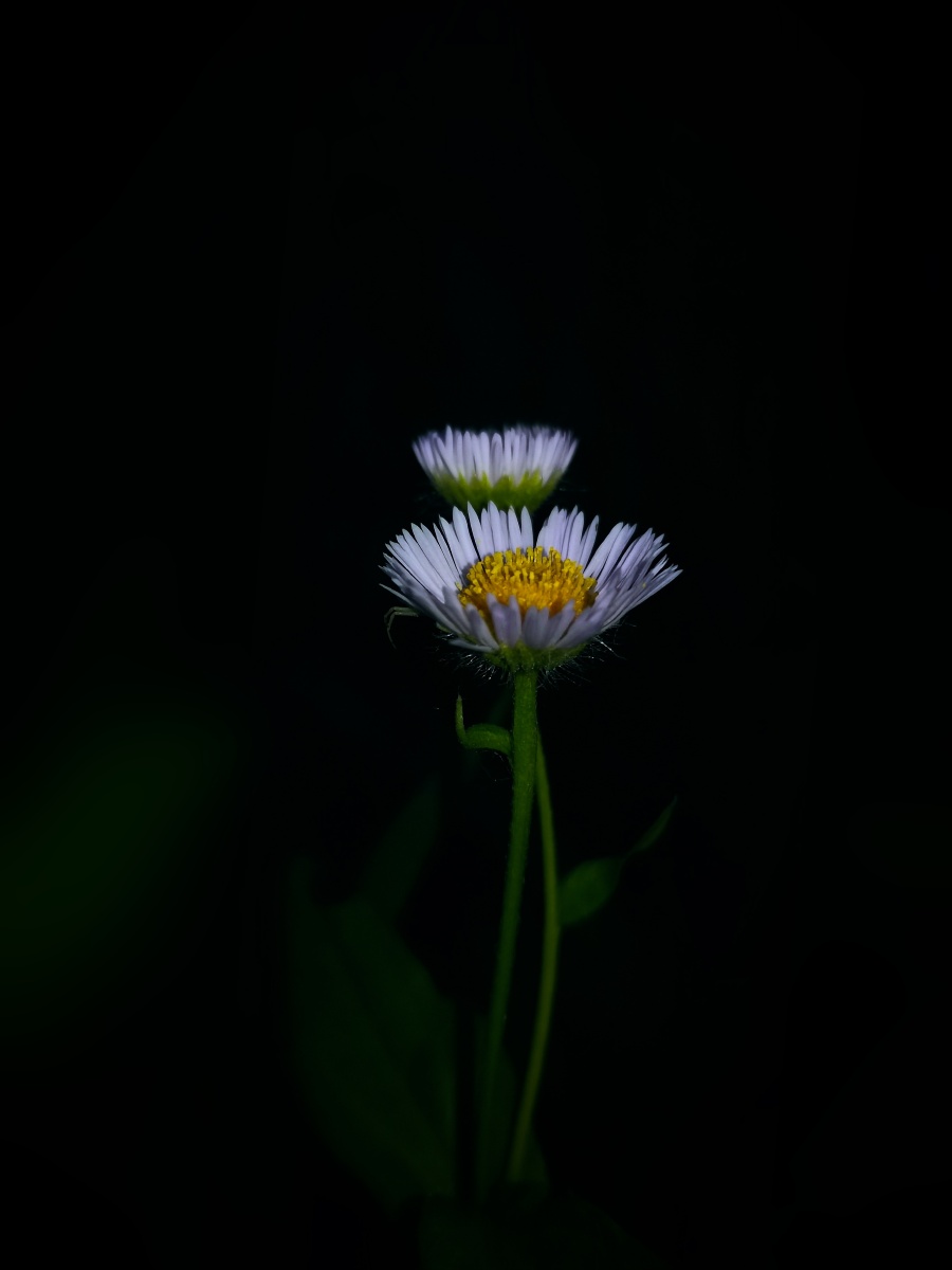 黑夜里绽放小花花啦