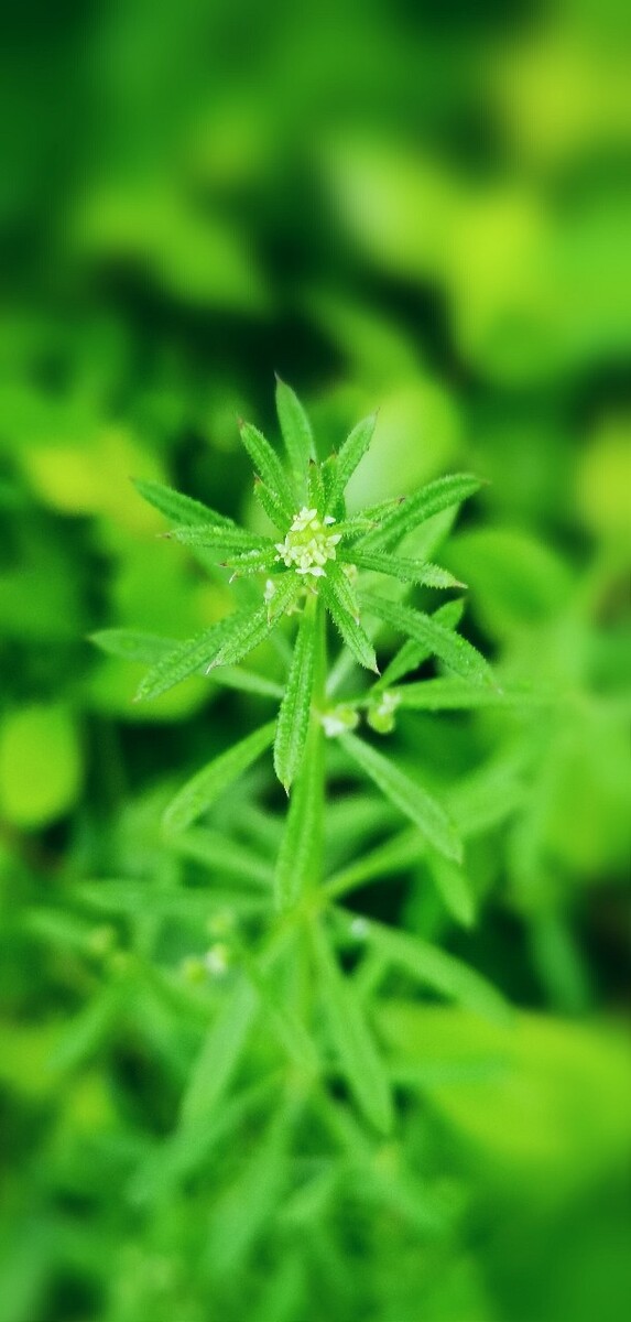 小青草