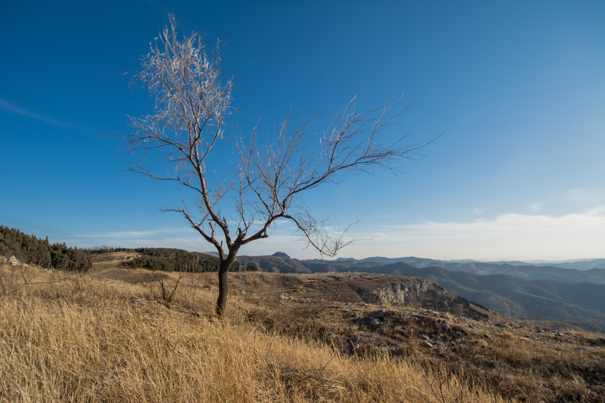 山顶的树冬天的山顶冰树上的冰一棵树树上的冰冬天的树