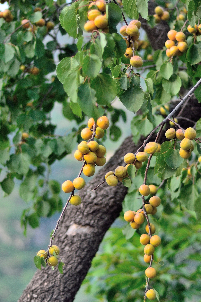 杏子熟了 端午杏熟 山杏 黄杏 - 博山同行