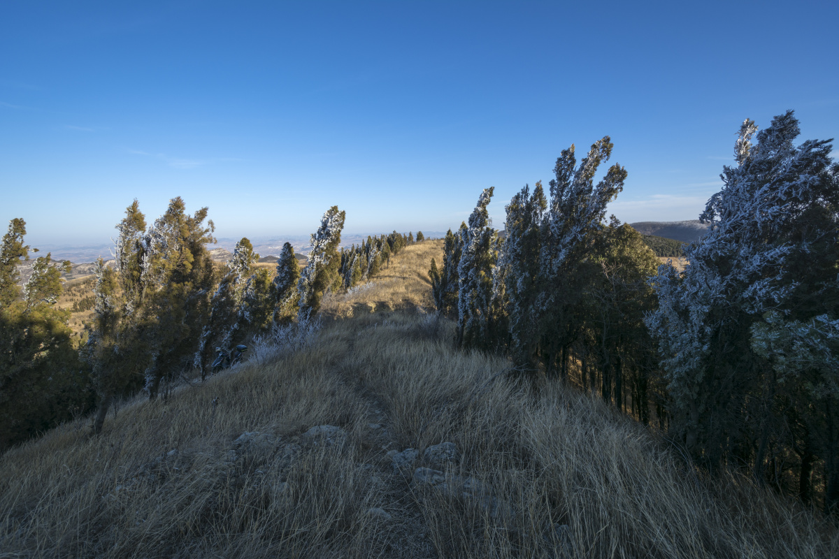 山顶的树冬天的山顶冰树上的冰一棵树树上的冰冬天的树