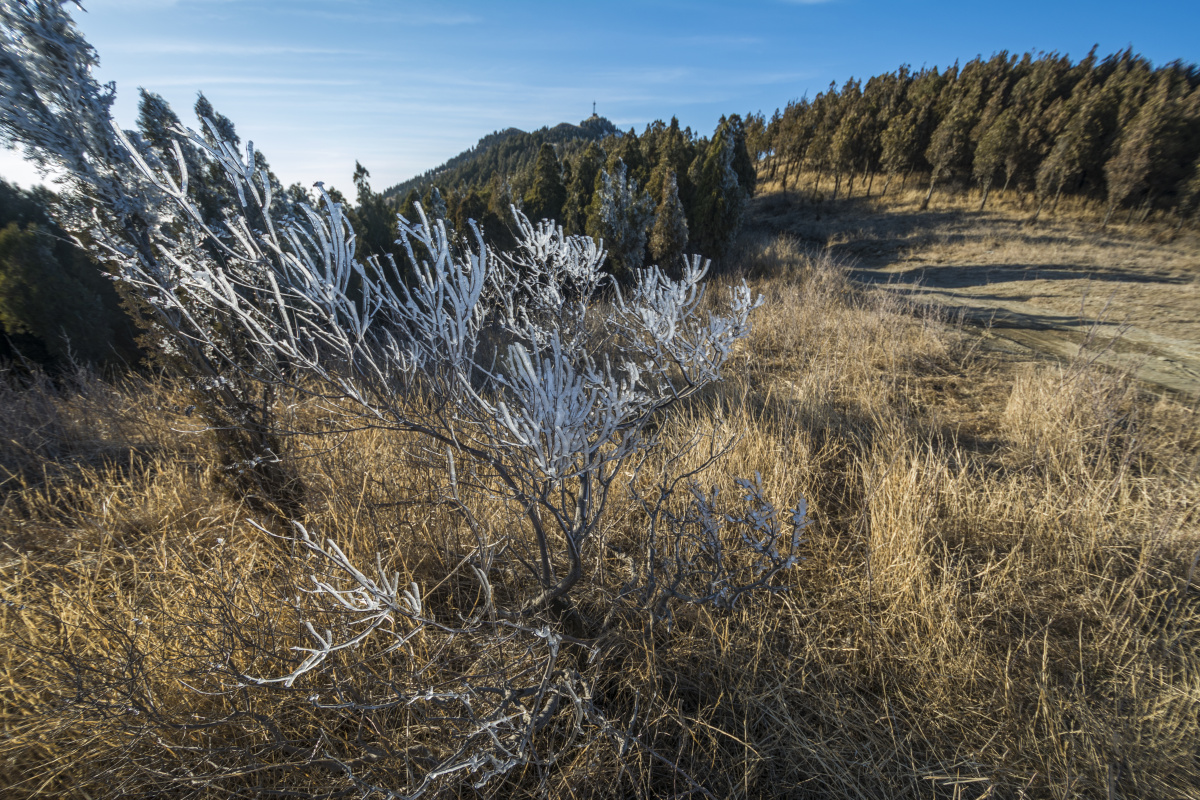山顶的树冬天的山顶冰树上的冰一棵树树上的冰冬天的树