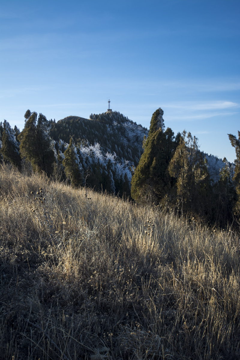 山顶的树冬天的山顶冰树上的冰一棵树树上的冰冬天的树
