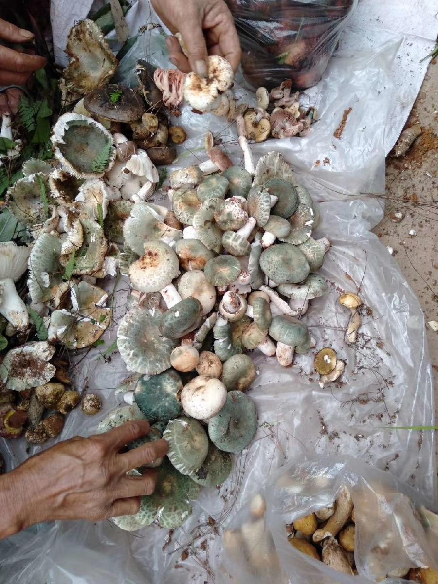 菌子就是香,菌子就是爽,看见菌子我就口水淌. - 程摄影师 - 图虫