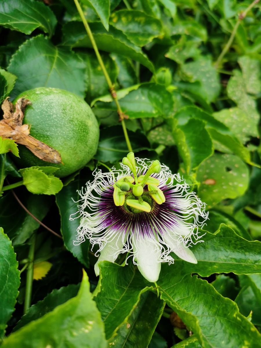百香果花