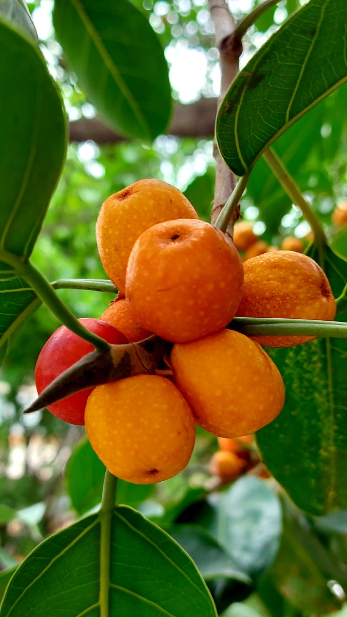 糖葫芦～榕树果 - 雅图花园 - 图虫