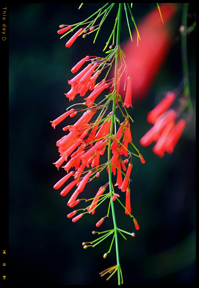 形似鞭炮的～爆仗竹