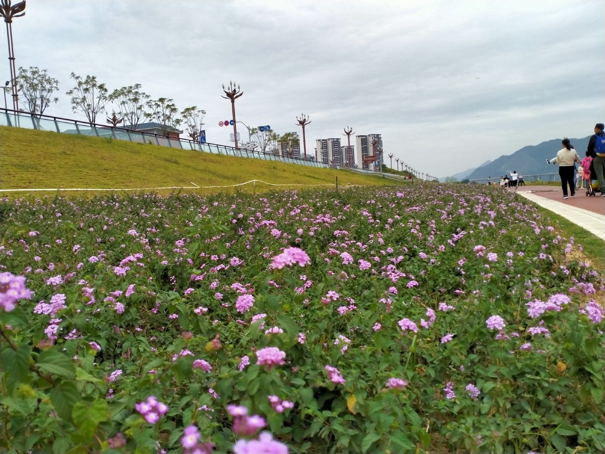肇庆江滨公园风景靓不