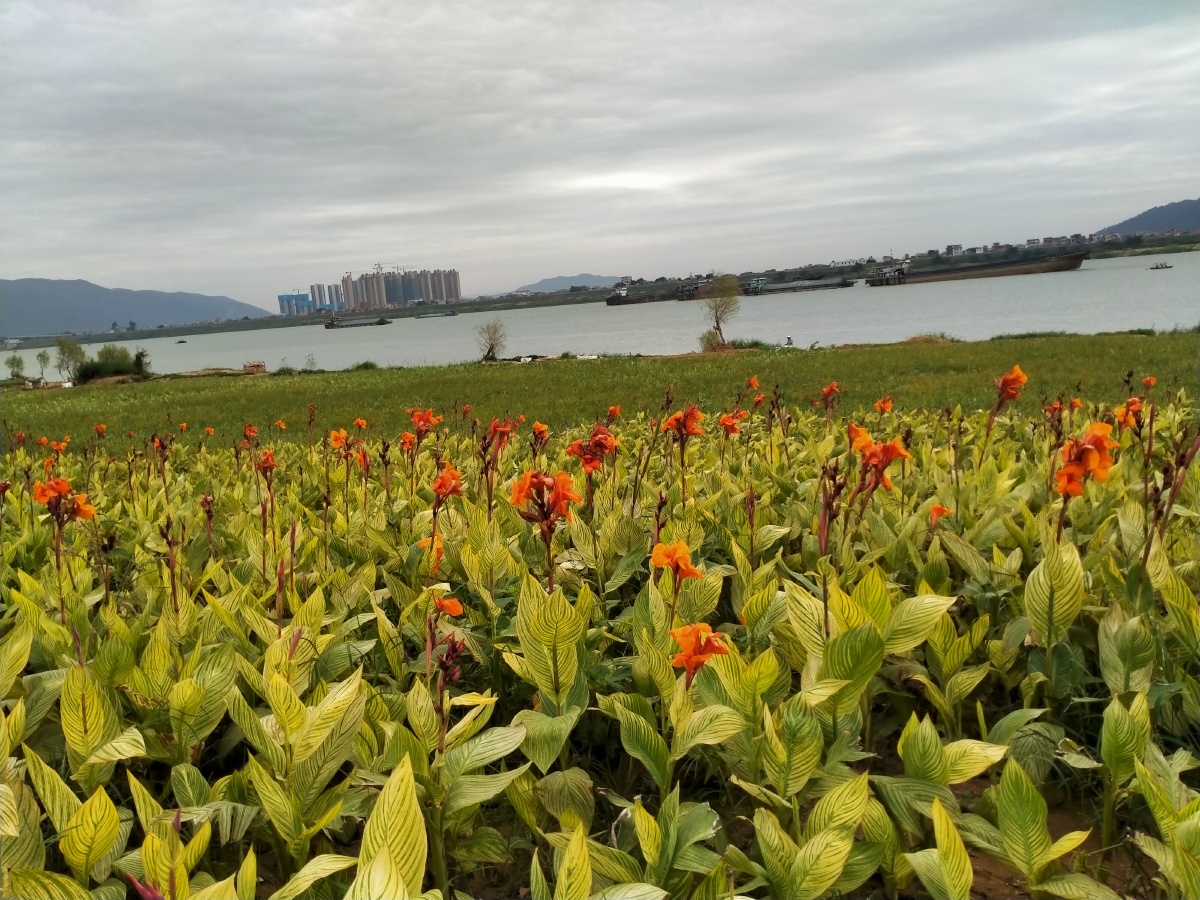 肇庆江滨公园风景靓不