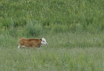 _MG_1484.jpg