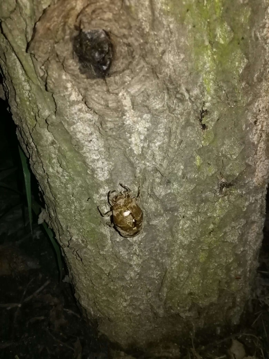 发现一只知了狗结果却是一直壳它飞走了