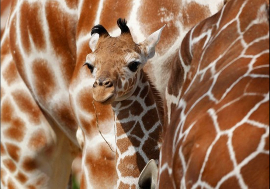 动物园里的新生宝宝呆萌瞬间惹人爱