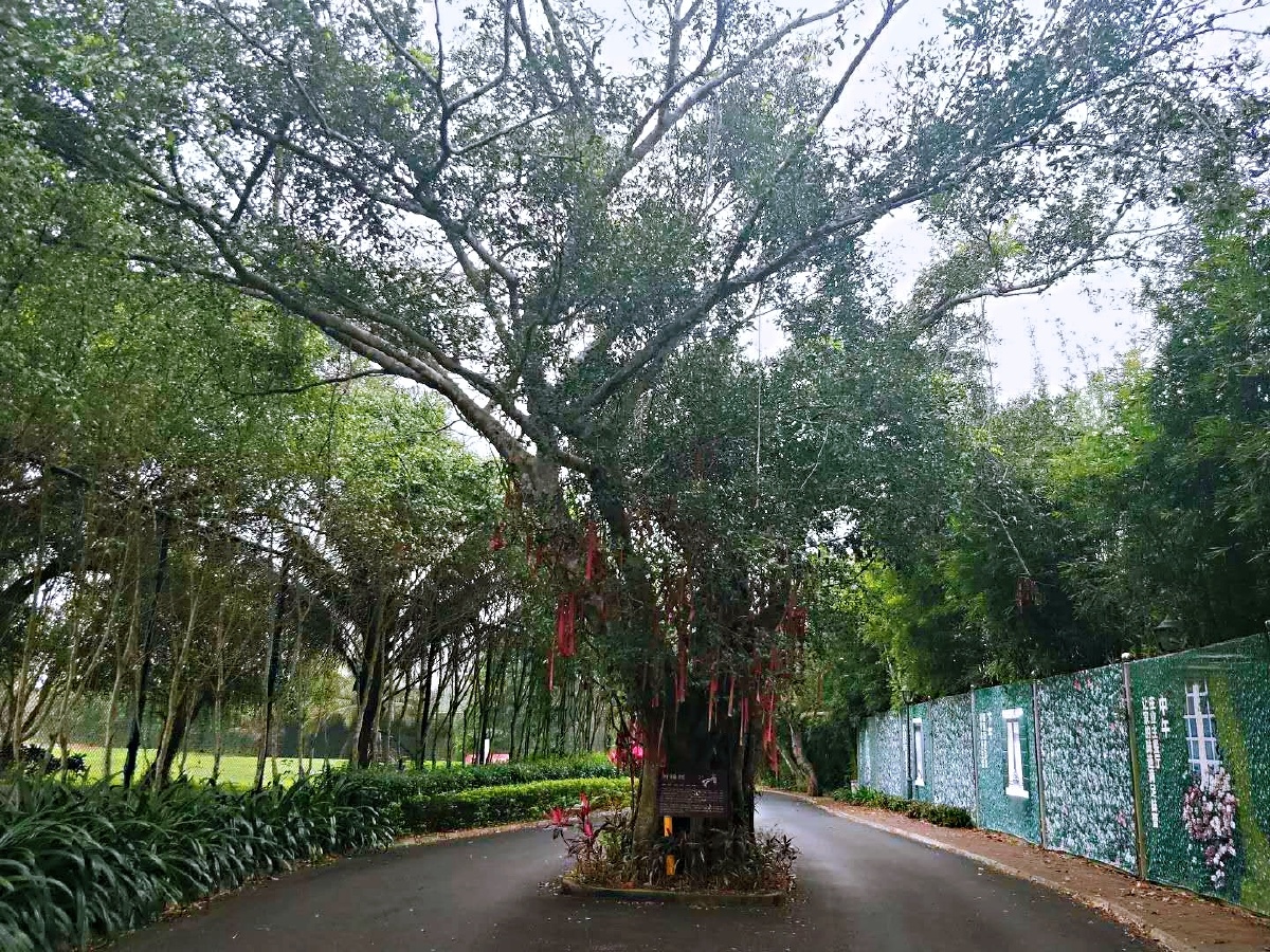 海口千年祈福古树