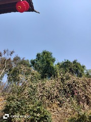 1000019393