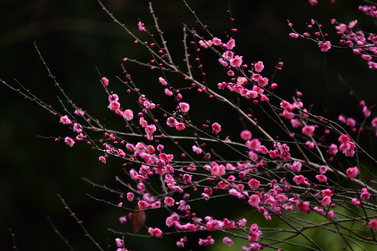 阿哈湖湿地公园的红梅花