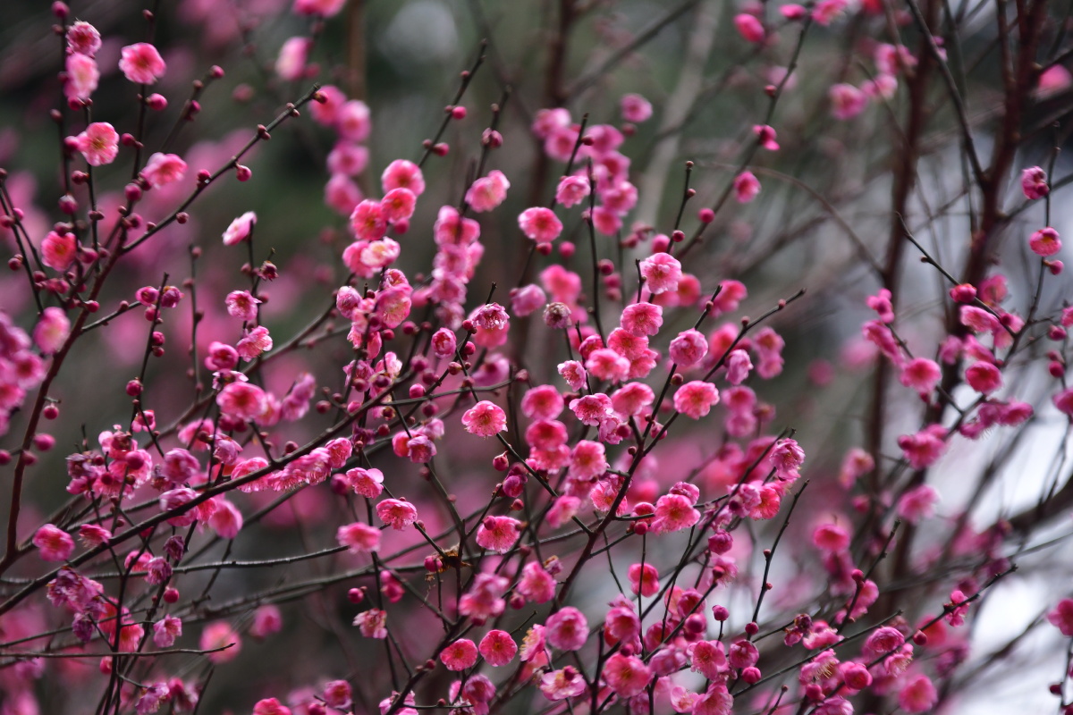 阿哈湖湿地公园的红梅花