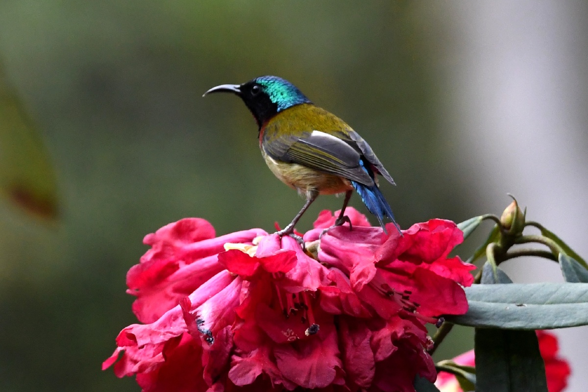 高山杜鹃花上的叉尾太阳鸟