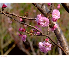 DSCF1023__2