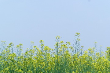 800768C5-0809-4A22-9C70-8DE6D0EDC351/L0/001