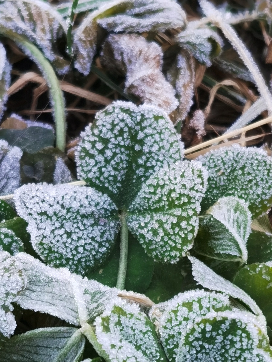 哈尔滨初冬早晨植物表面的寒霜