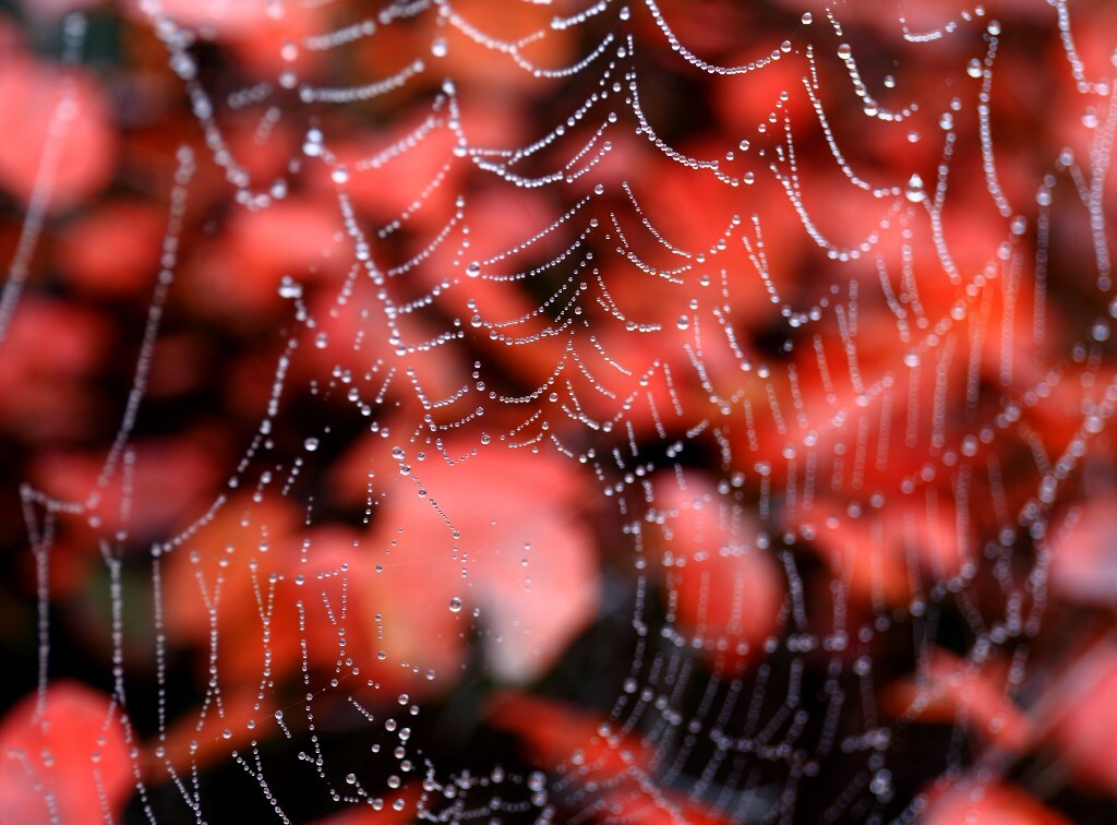 朦胧的红叶映衬着虫虫的&quot;珍珠项链&quot;