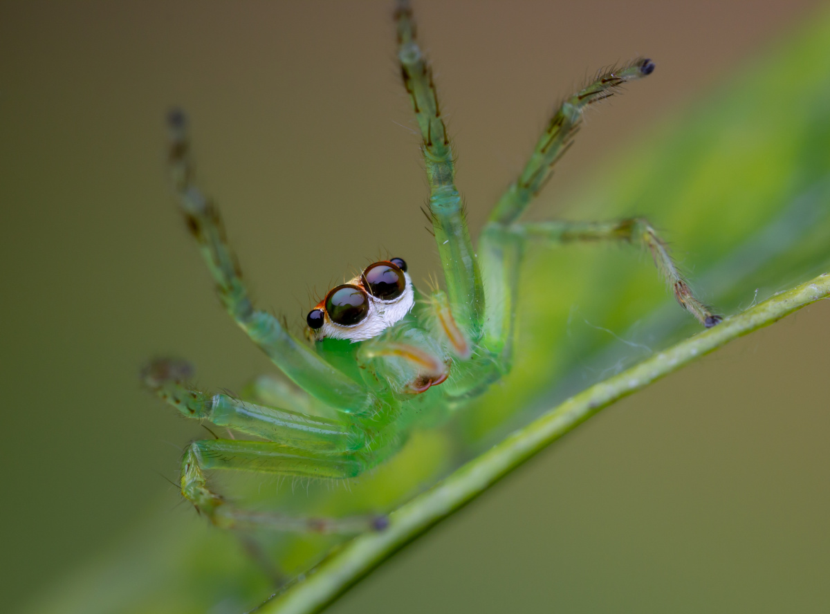 蛛界靓仔艾普蛛epeussp