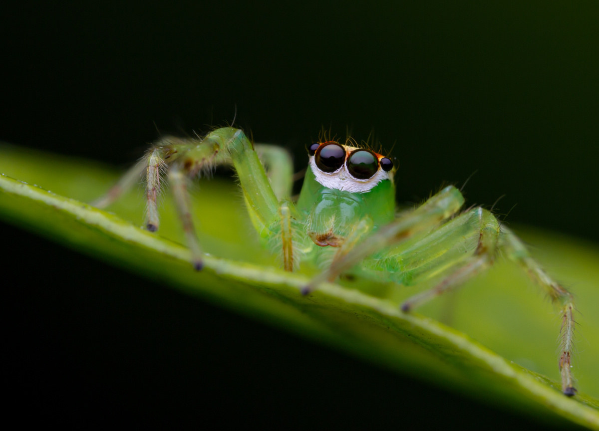 蛛界靓仔艾普蛛epeussp