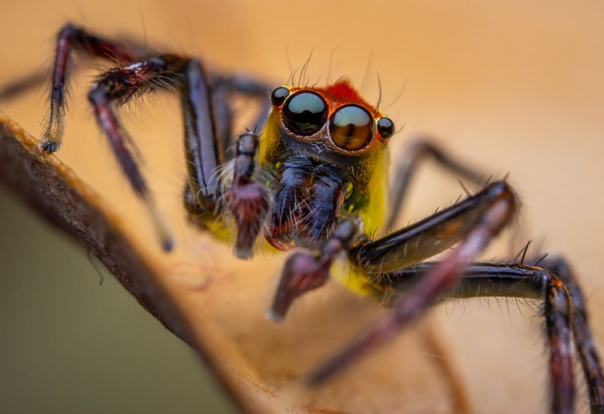 蛛界靓仔---艾普蛛 epeus sp.