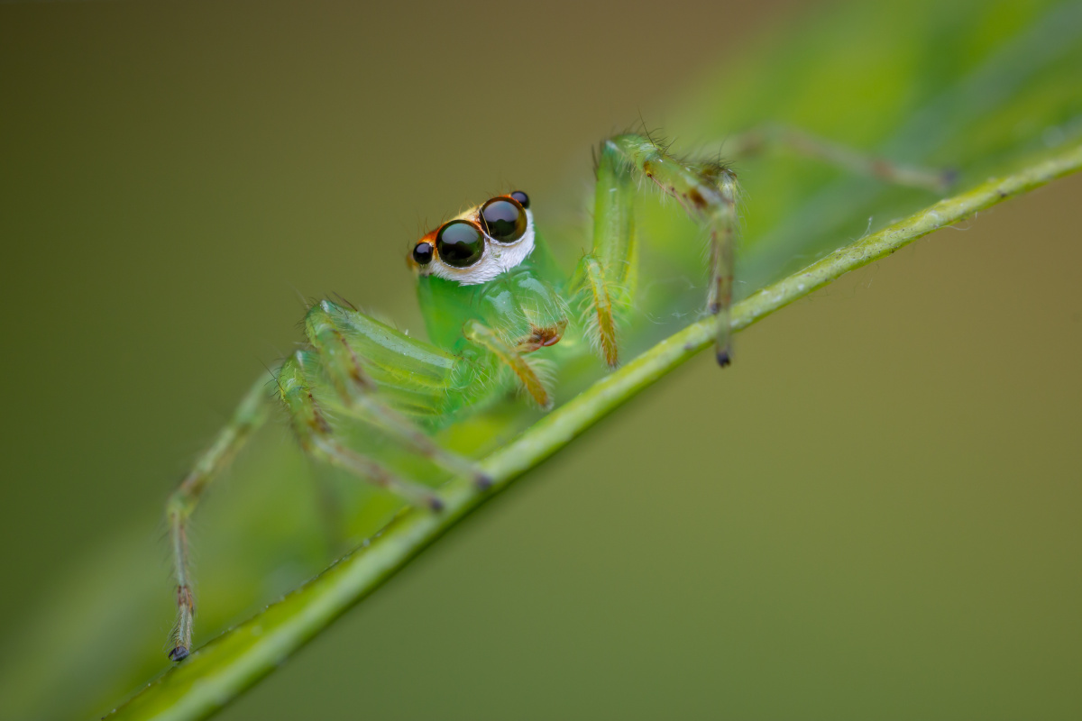 蛛界靓仔艾普蛛epeussp