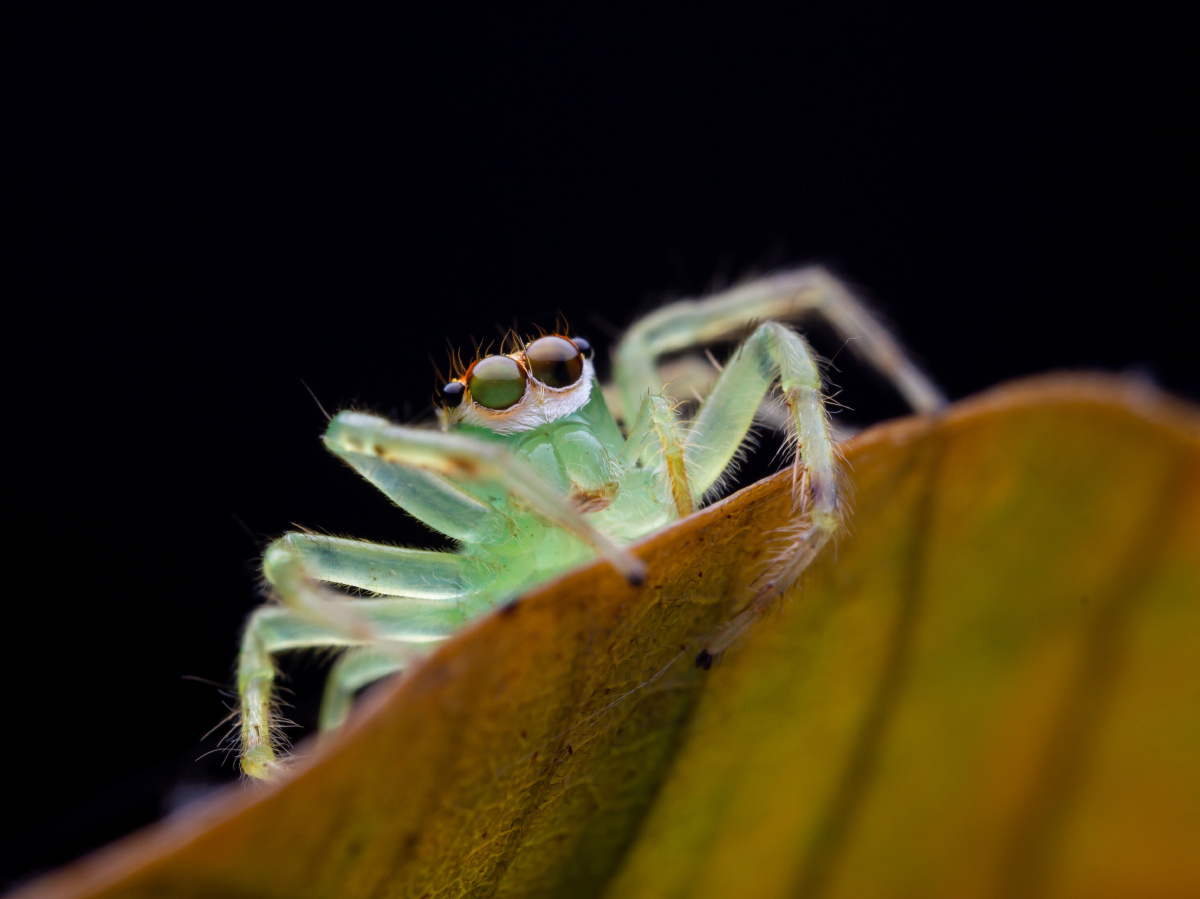 荣艾普蛛epeusglorius