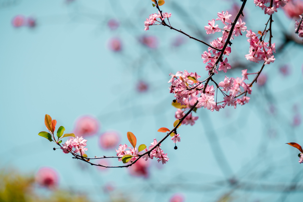 昆明的春天百花齐放