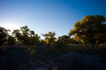 L1006005