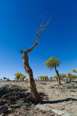 L1006214