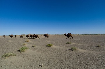 L1006185