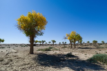 L1006217