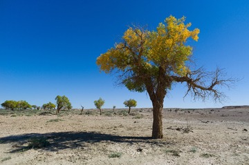 L1006226