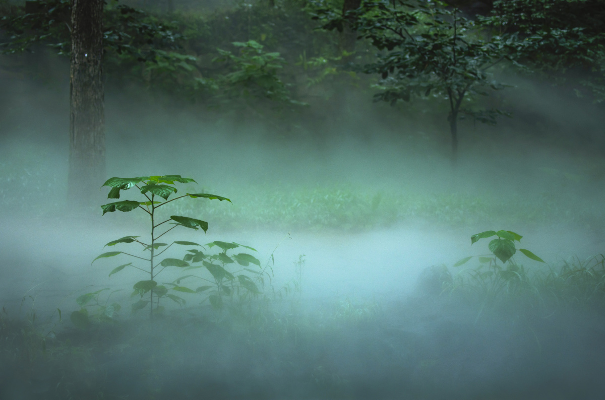 山间浮岚飘摇如梦,林间薄雾轻舞似纱